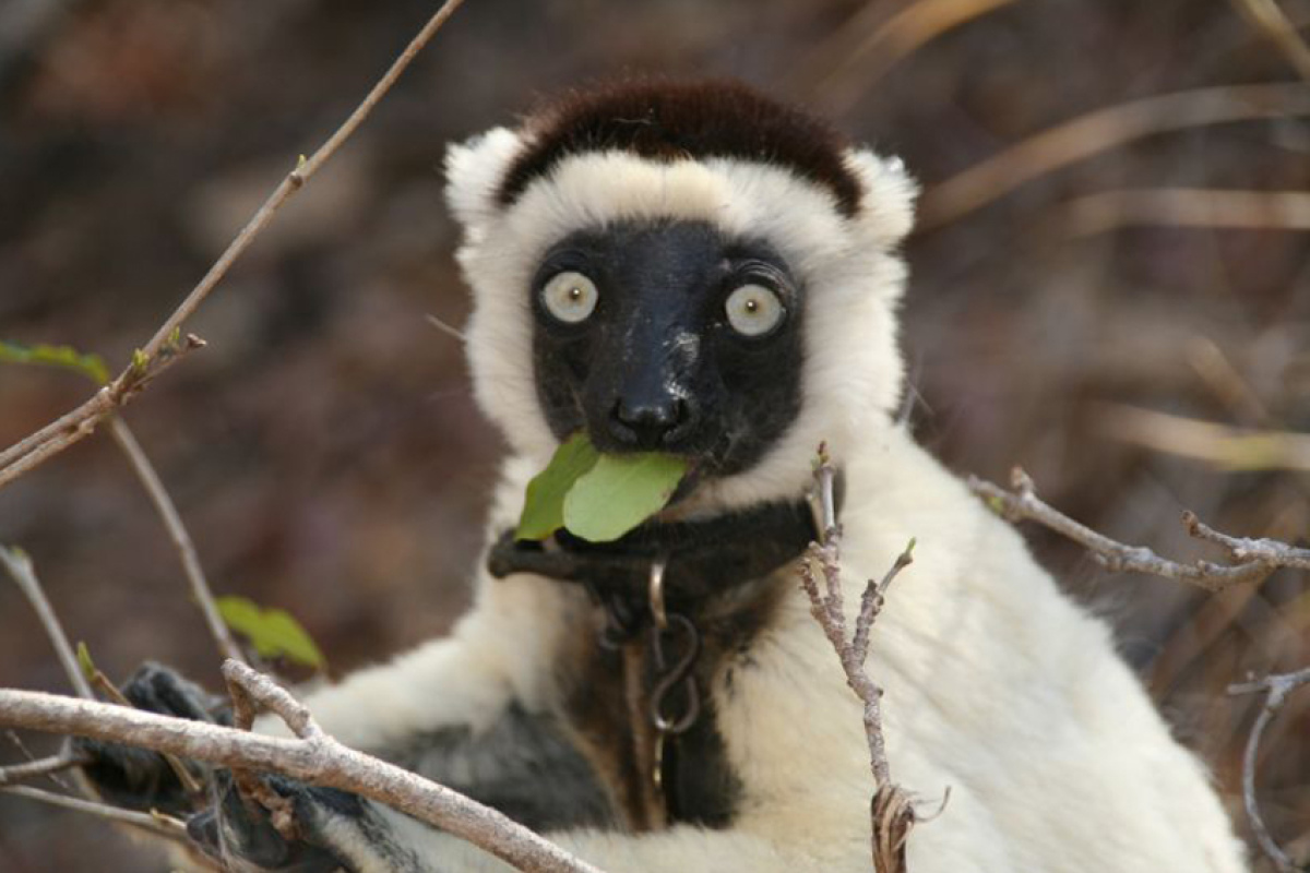 Propithecus verreauxi