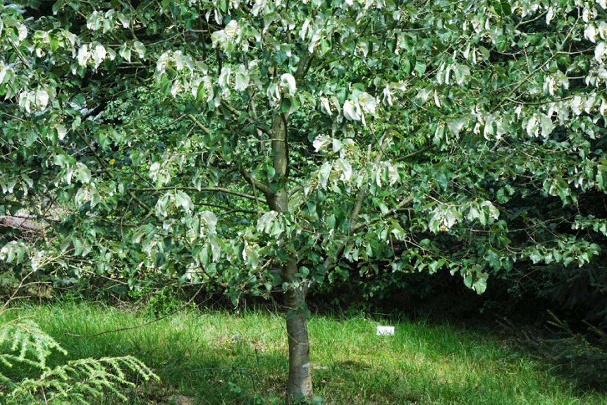 Die Winterlinde mit ihren Herzblättern - der Baum des Jahres 2016 