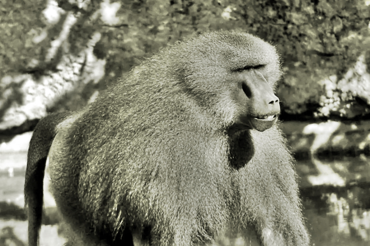 Guinea-Pavian im Zoo Nürnberg