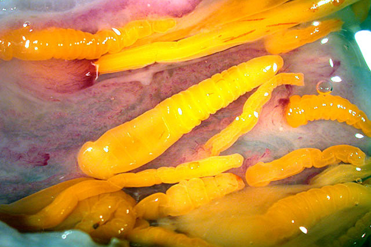 Pomphorhynchus im Rektum eines Blaufisches (Pomatomus saltatrix)
