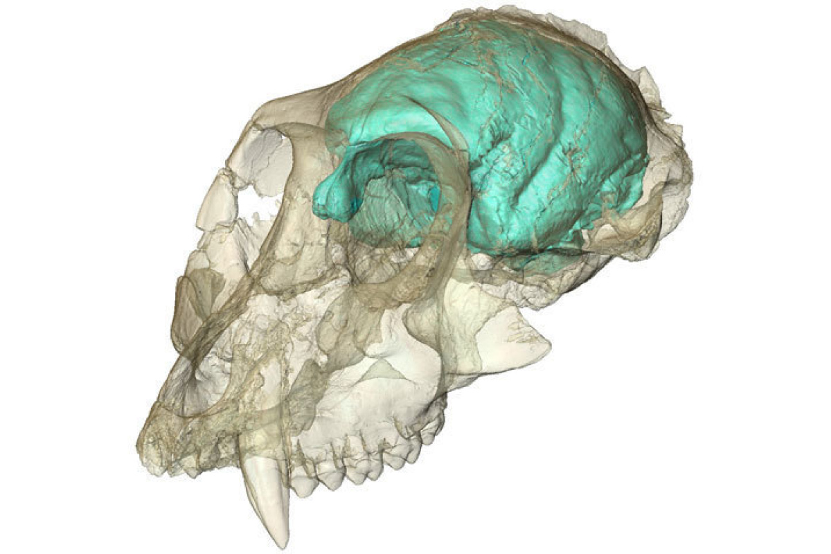 Dreidimensionales Computermodell des winzigen, aber komplexen Gehirns von Victoriapithecus