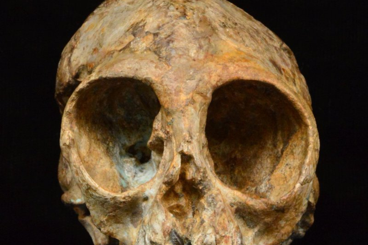 Alesi, der Schädel der neuen ausgestorbenen Menschenaffenart Nyanzapithecus alesi (KNM-NP 59050).