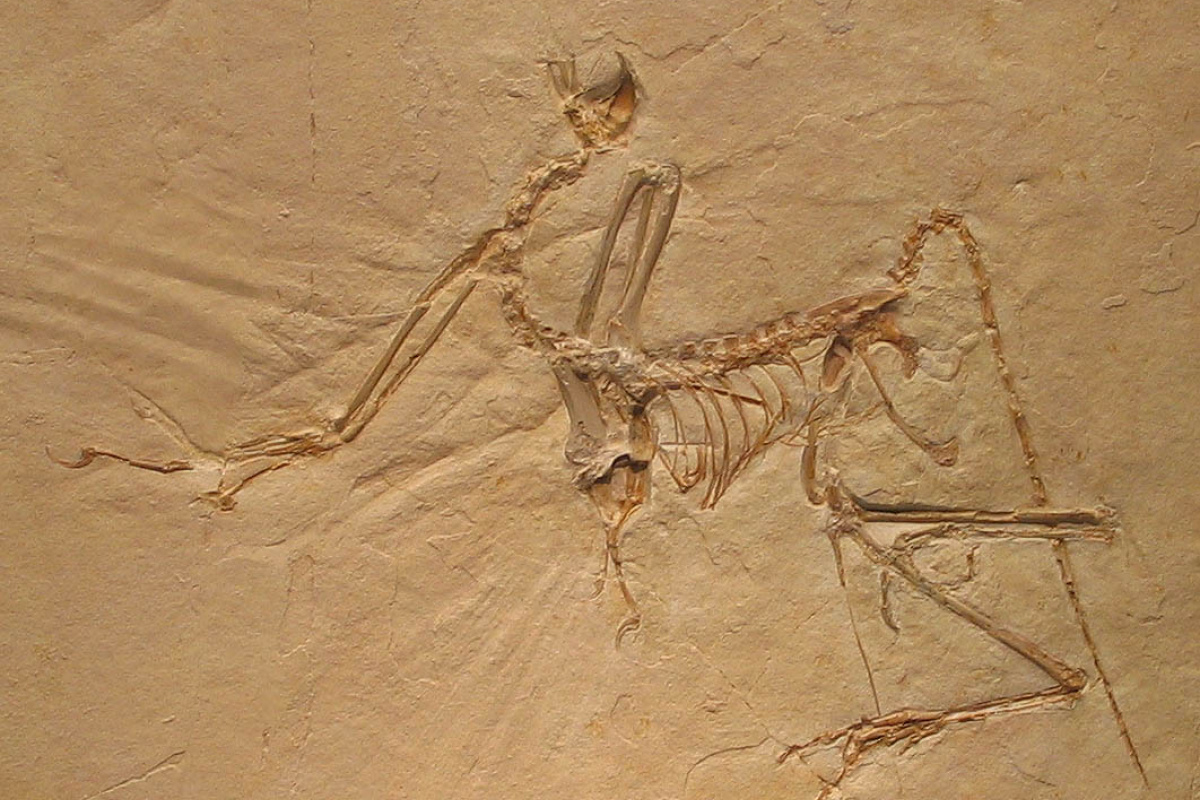 Archaeopteryx bavarica im Münchner Paläontologischen Museum