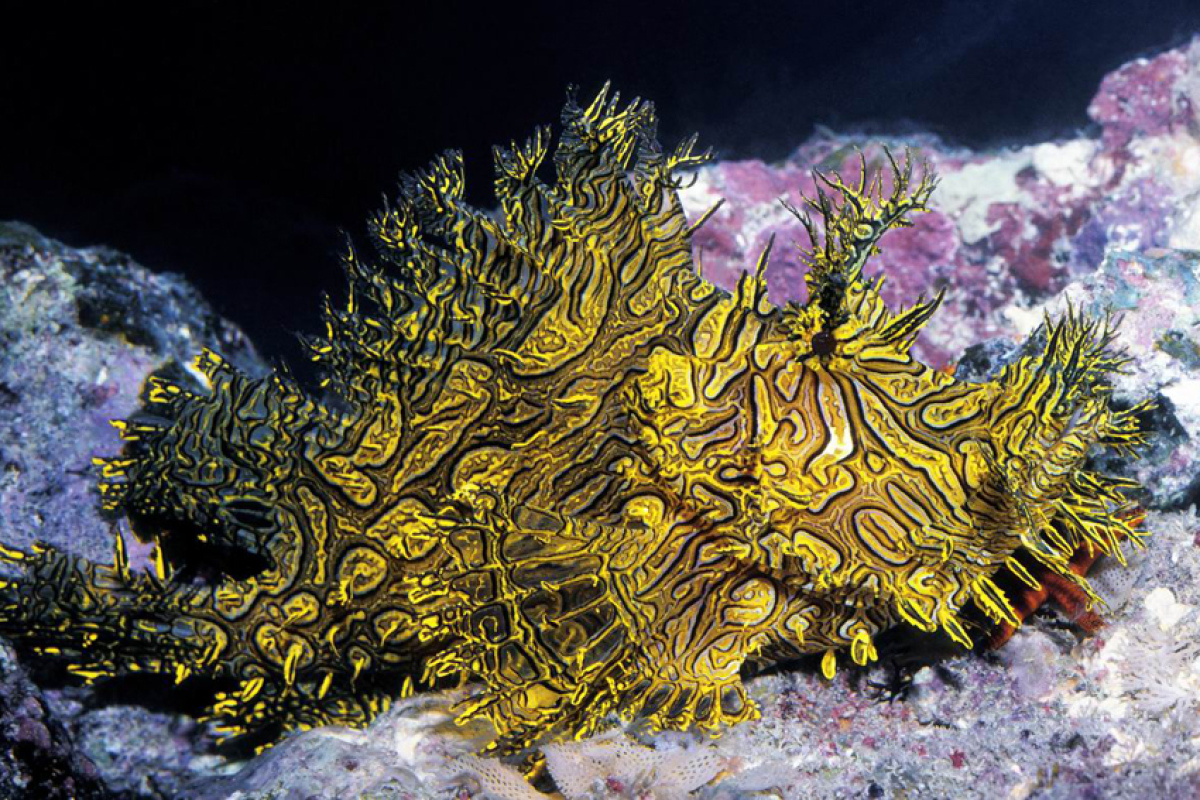 Aus der Gruppe der Scorpionsfische, der Schluckspecht Rhinopias aphanes