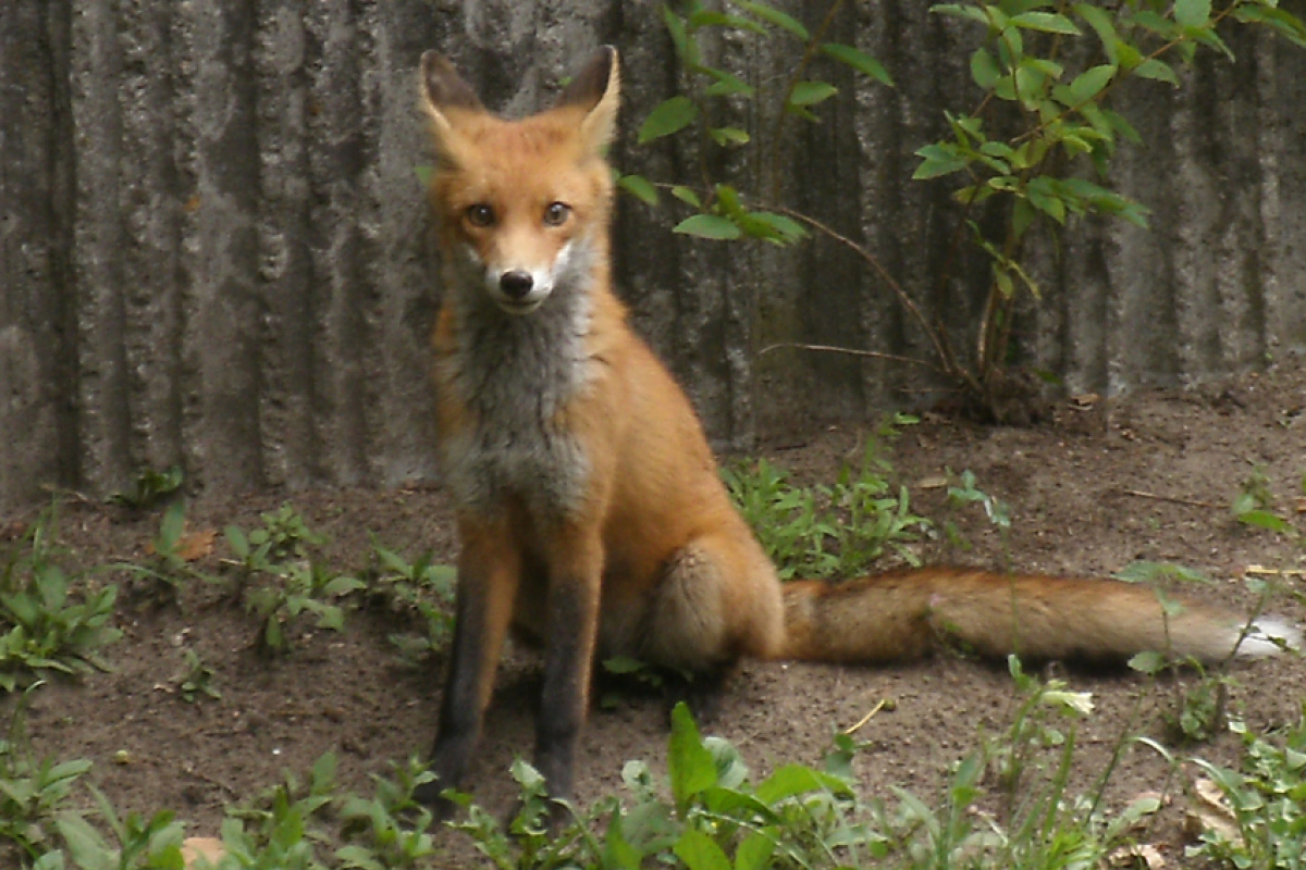 Berliner Großstadt-Fuchs