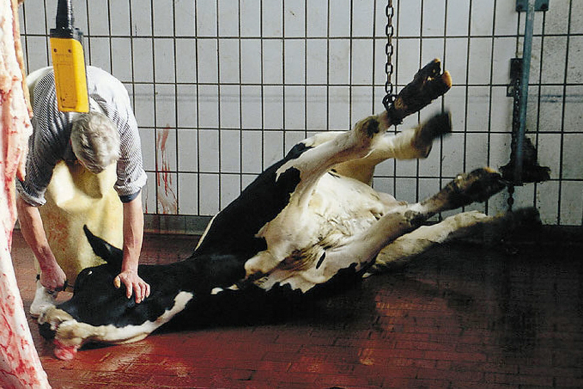 Was viele Zoobesucher nicht wissen oder nicht wissen wollen: auch in Zoos wird regelmäßig geschlachtet. 