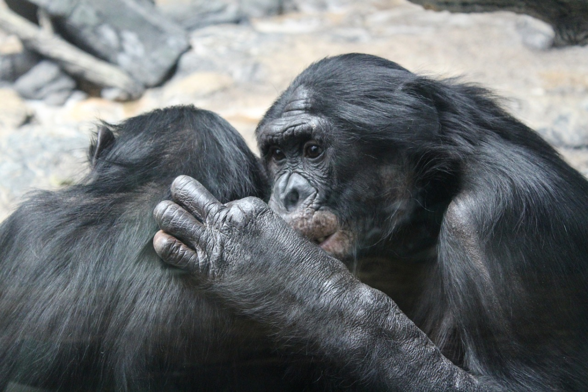 Zwei Bonobos