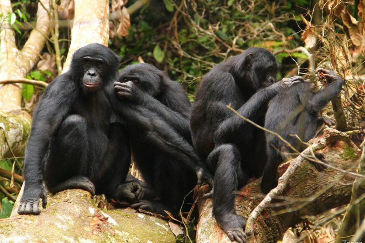 Bonobos bei der gegenseitigen Fellpflege.
