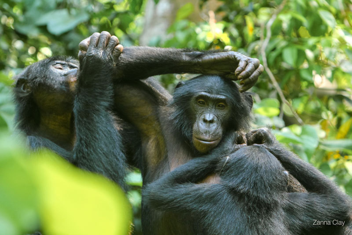 Soziales Miteinander bei den Bonobos