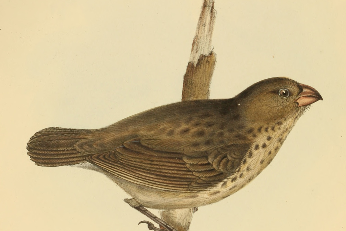 Dickschnabel-Darwinfink (Camarhynchus crassirostris)