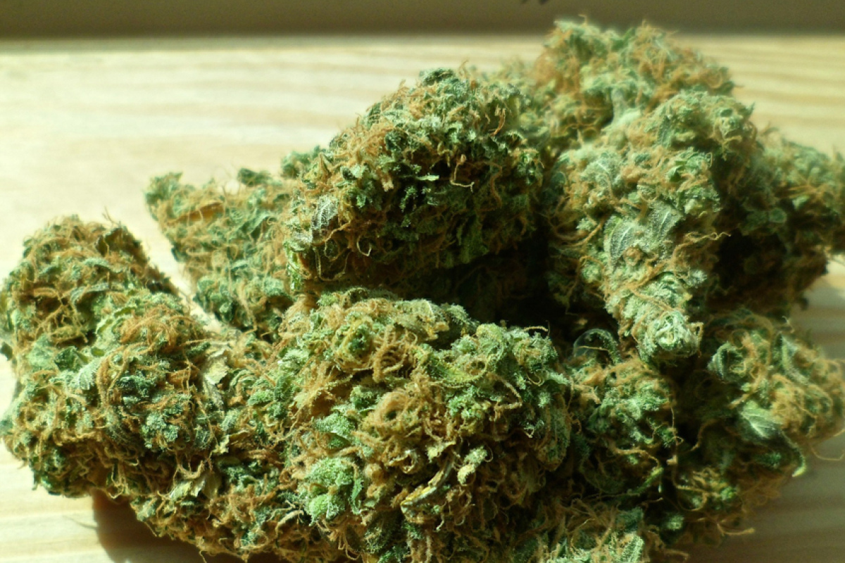 Cannabis