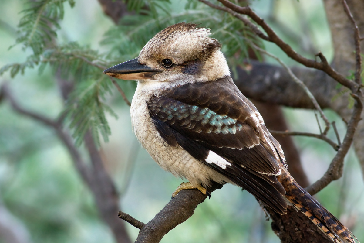 Kookoburra  (Dacelo novaeguineae)