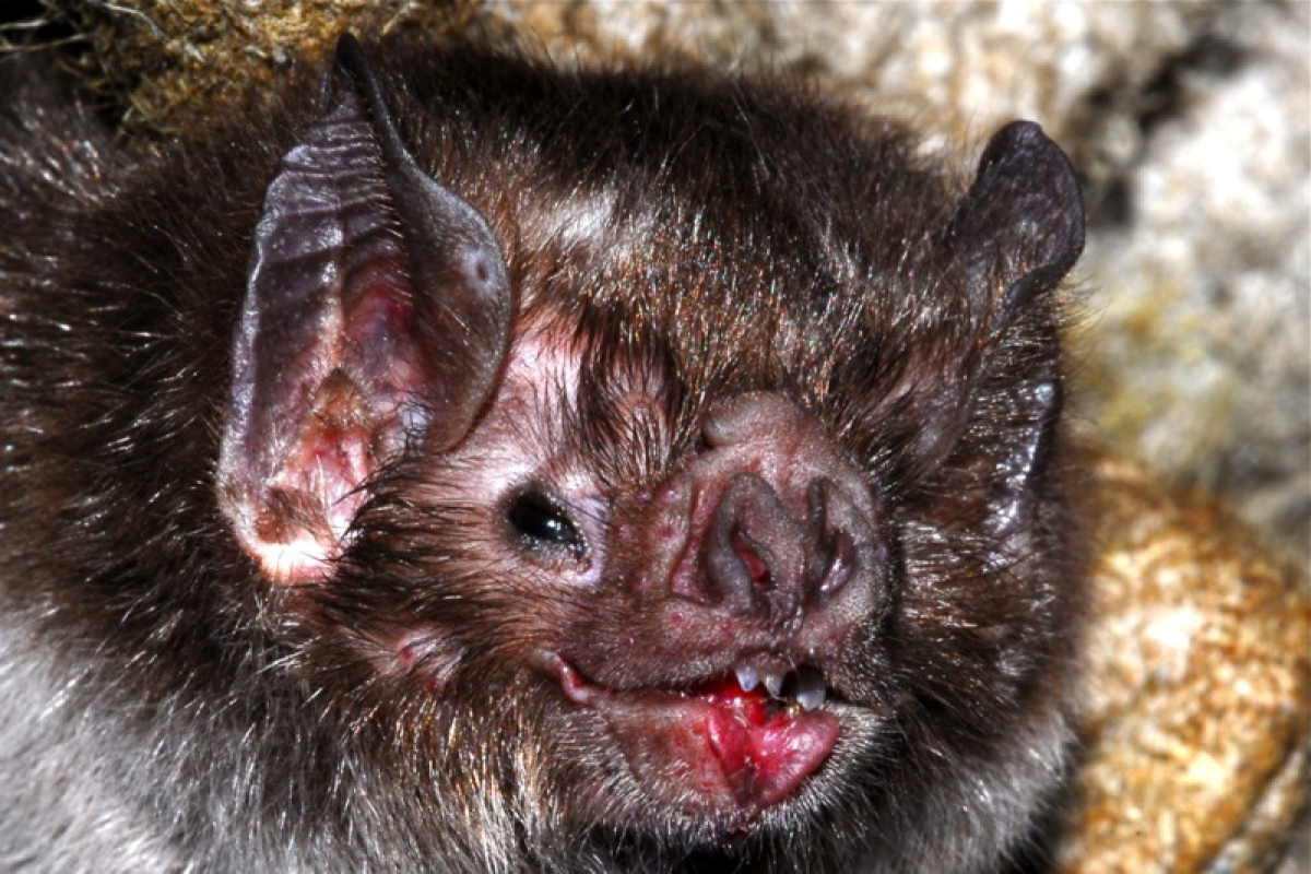 desmodus rotundus