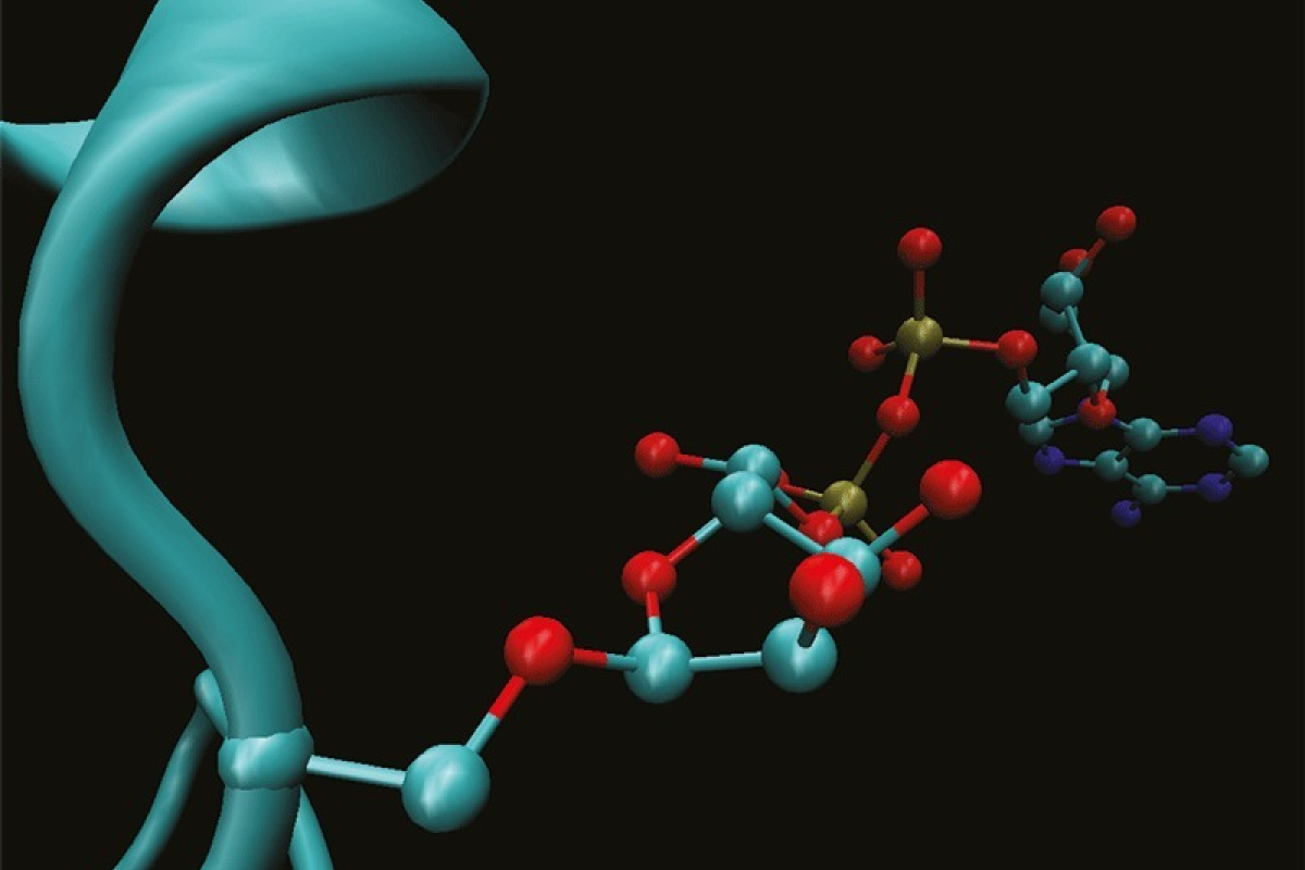 Komplexe Markierung für die DNA-Reparatur