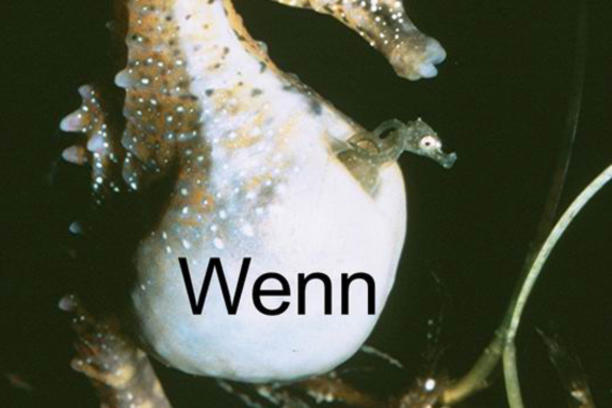 Ein männliches Seepferd bei der Geburt seiner Jungen