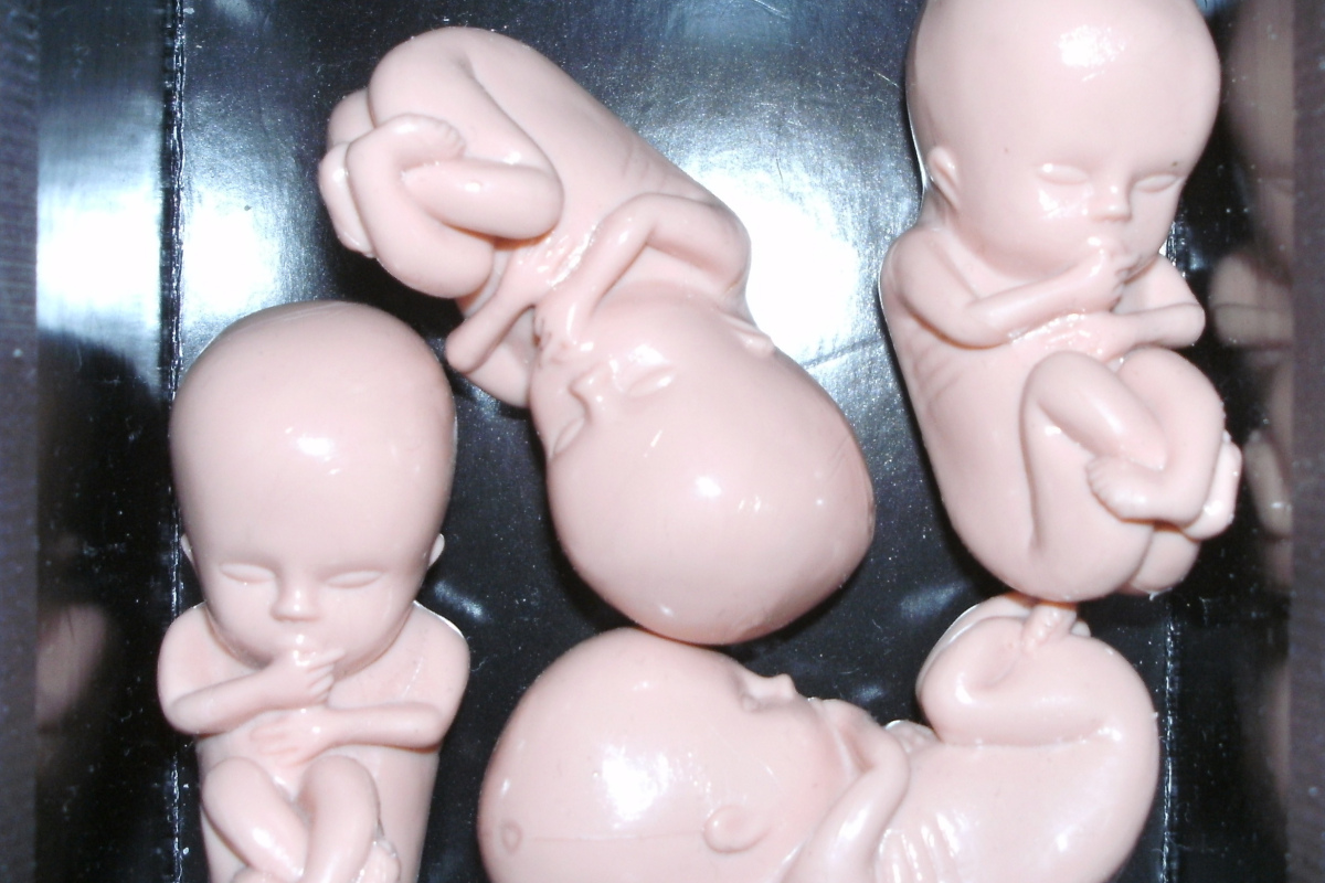 Ca. 10 Wochen alte Embryos aus Plastik, die bei der Embryonenoffensive verteilt werden