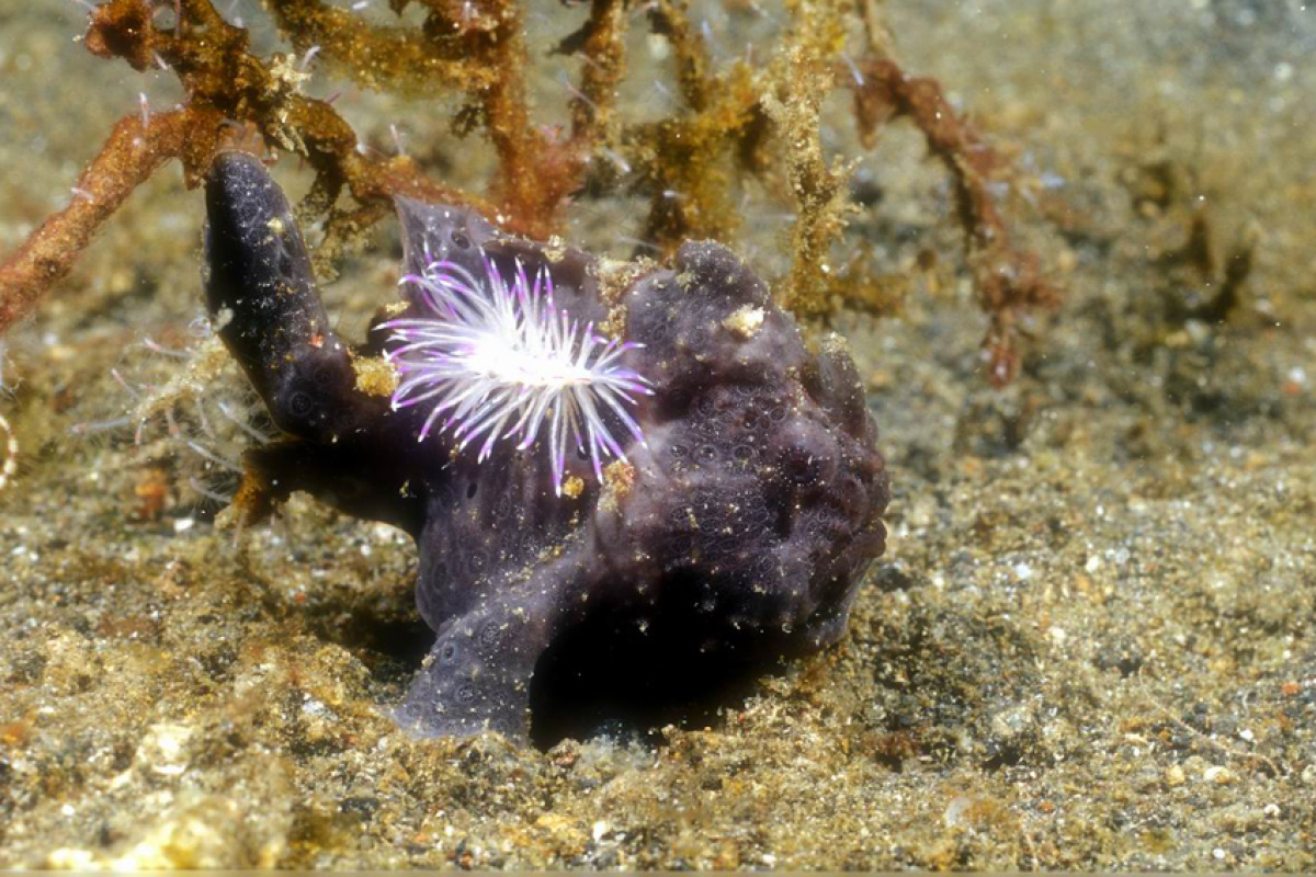 Fadenschnecke kriecht über Anglerfisch