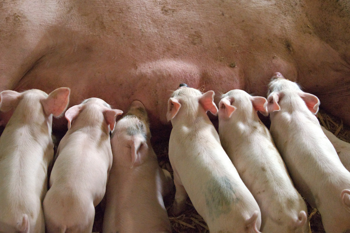 So stellt man sich junge Ferkel vor. Die Realität sieht leider häufig anders aus.