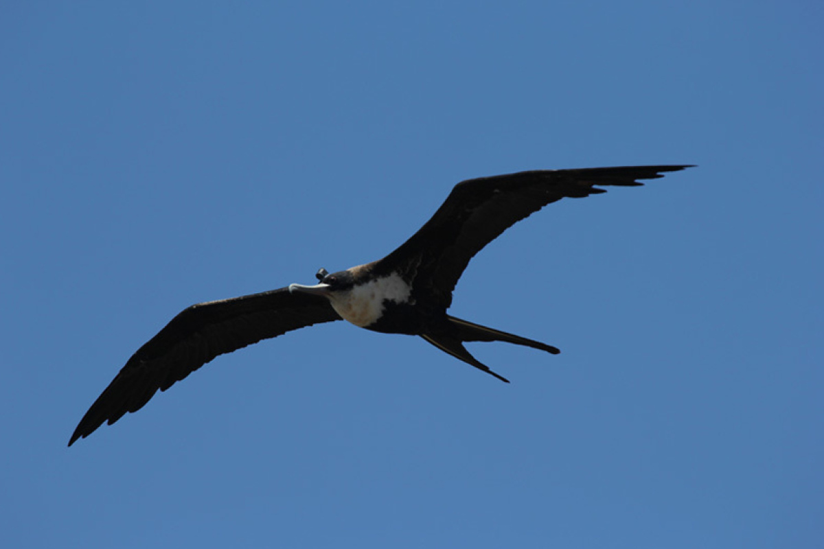Fregattvogel