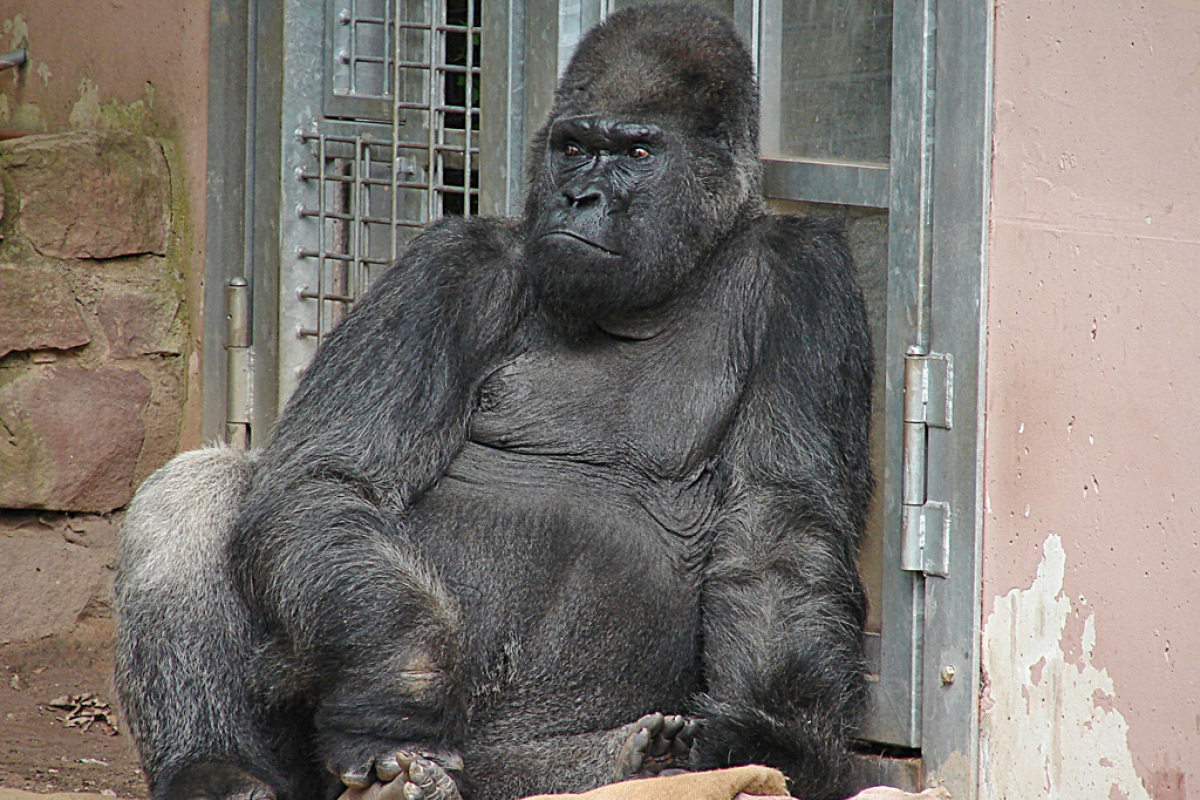 Gorilla Fritz im Nürnberger Tiergarten.