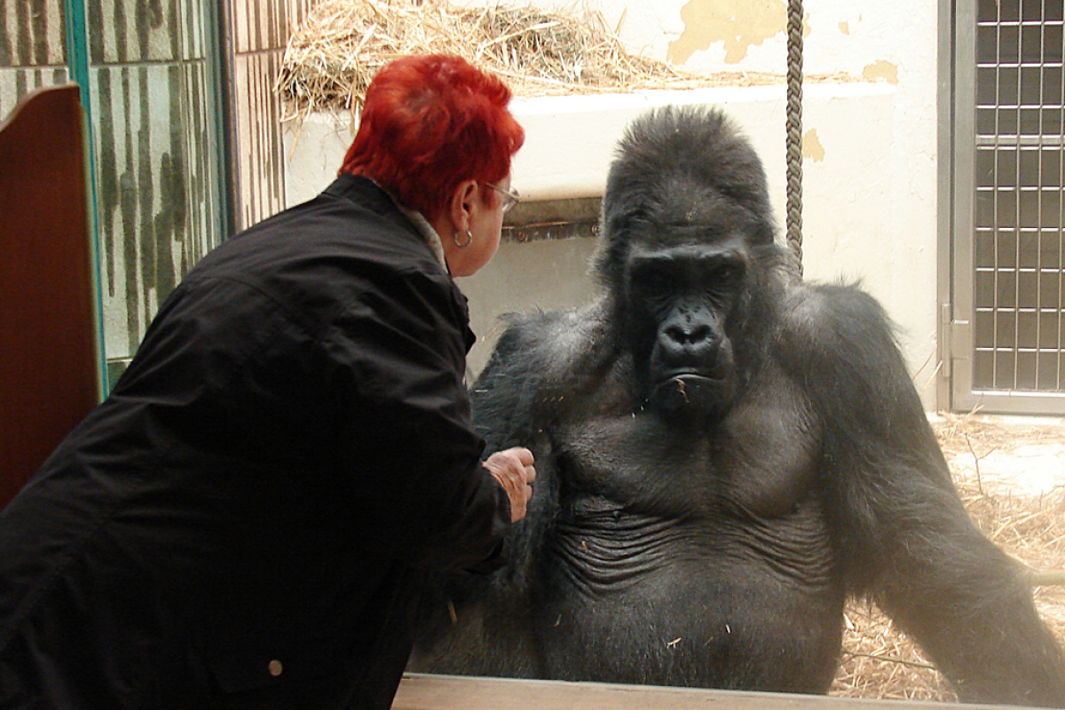 Gorilla Fritz im Nürnberger Tiergarten.