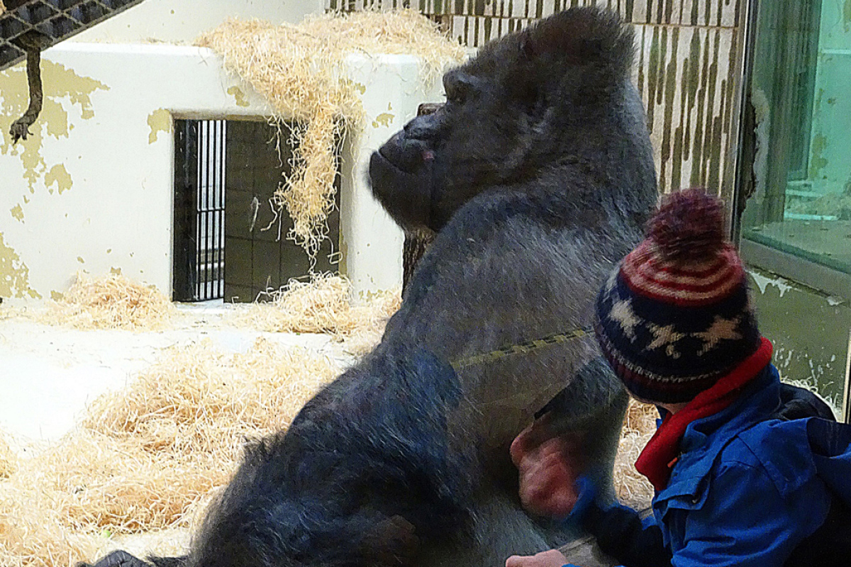 Gorilla Fritz im Nürnberger Tiergarten.