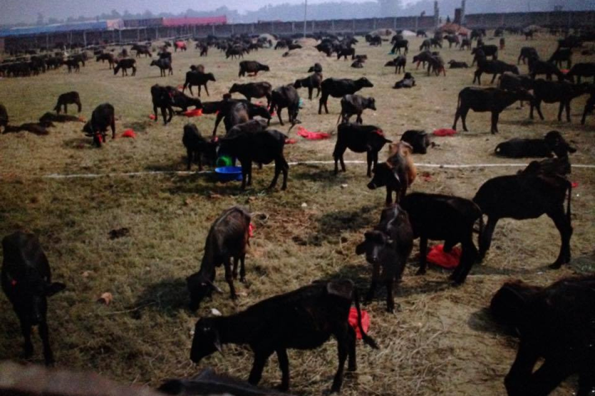 Gadhimai-Opfertiere