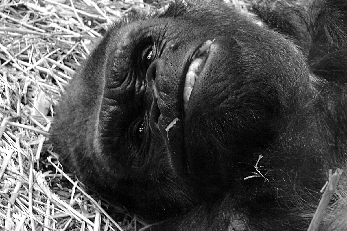 Gorilla N'Gola