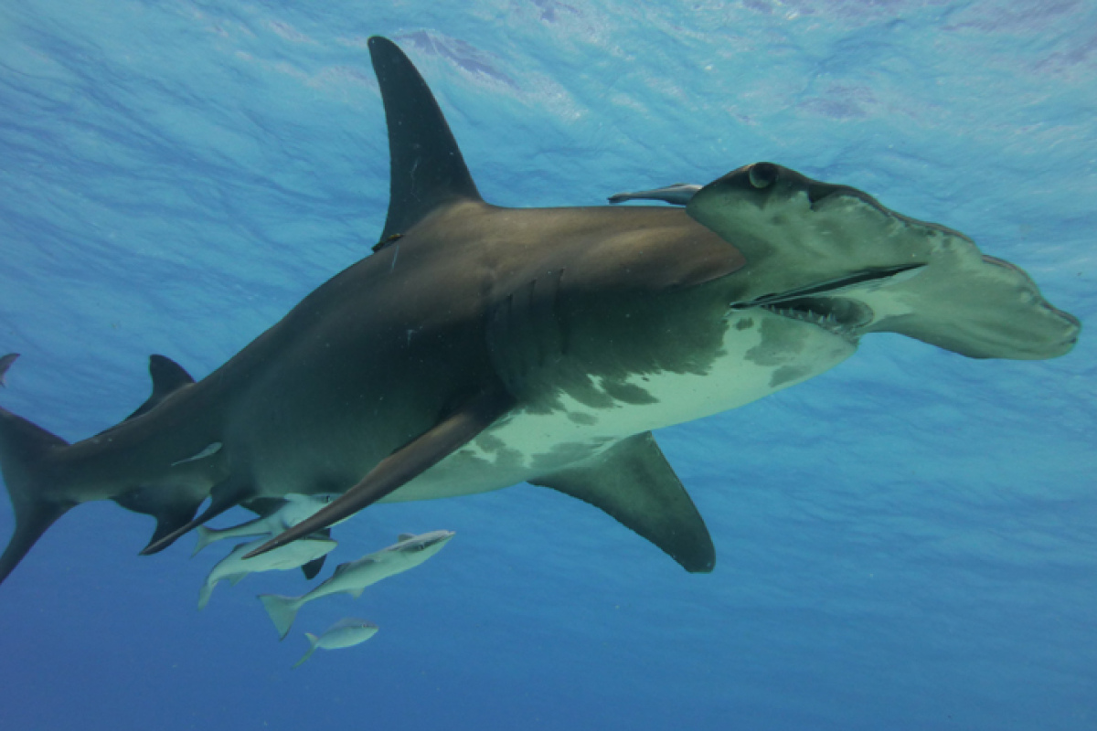 Großer Hammerhai, Sphyrna mokarran, Bahamas