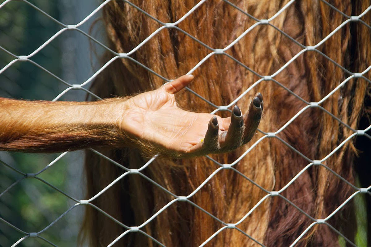 Hand eines Orang-Utans (aufgenommen im Berliner Zoo)