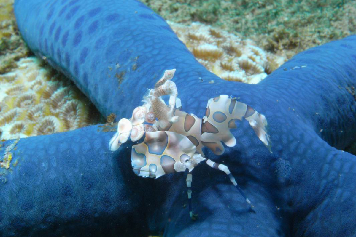 Harlekingarnele Hymenocera picta