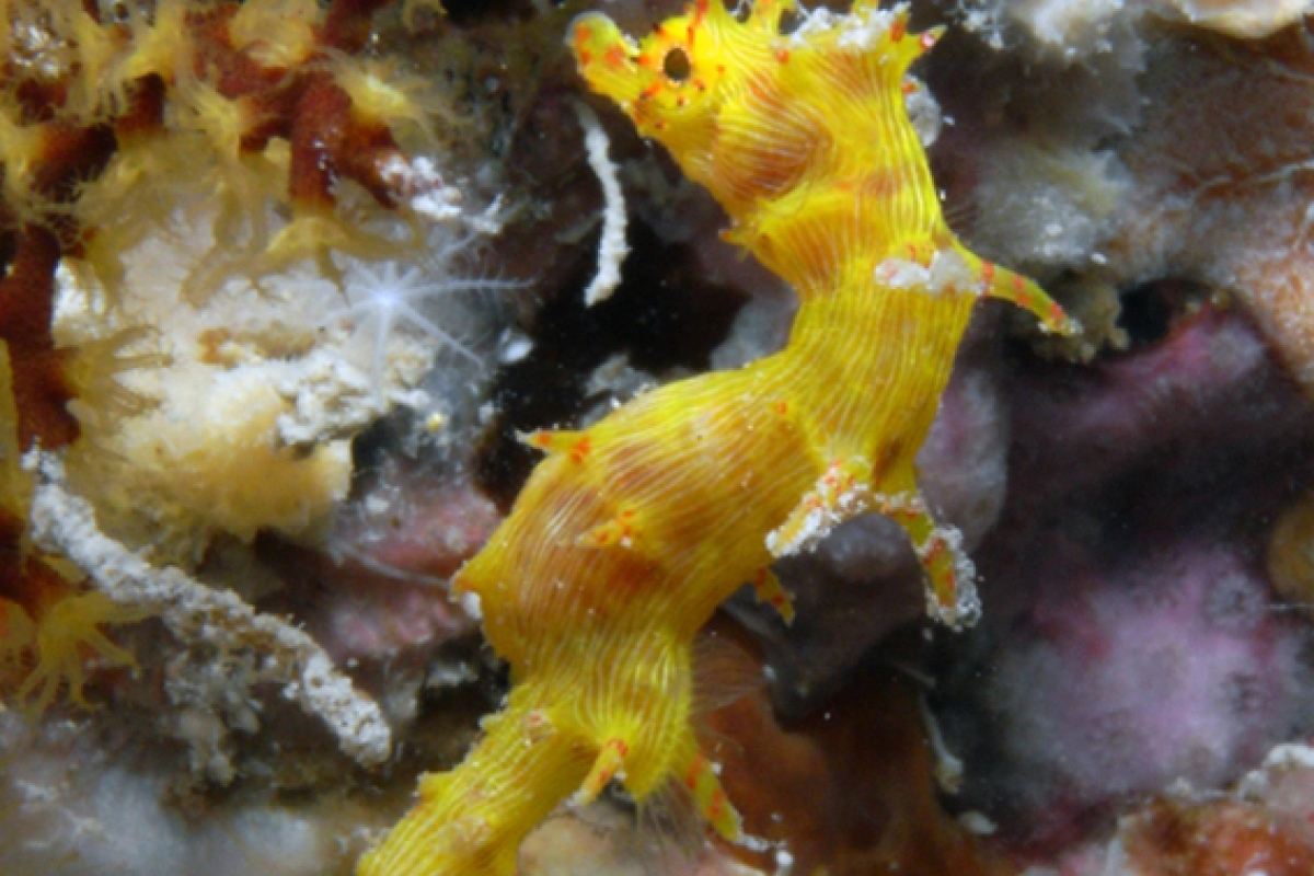 Hippocampus debelius, weiblich