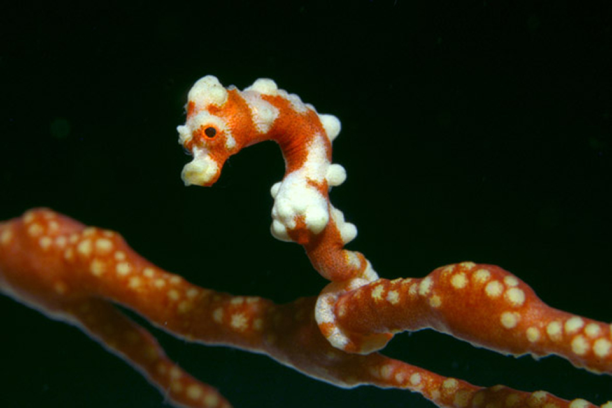 Hippocampus denise, 1.5 cm, in ganz Südostasien beheimatet