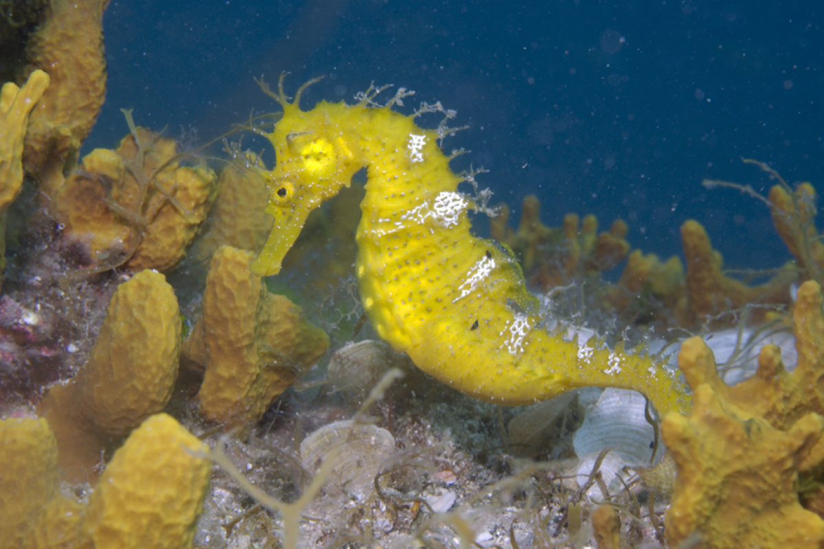 Hippocampus hippocampus,  als erste Art vom Vater der Nomenklatur, Carl von Linné, 1758 aus dem Mittelmeer beschrieben