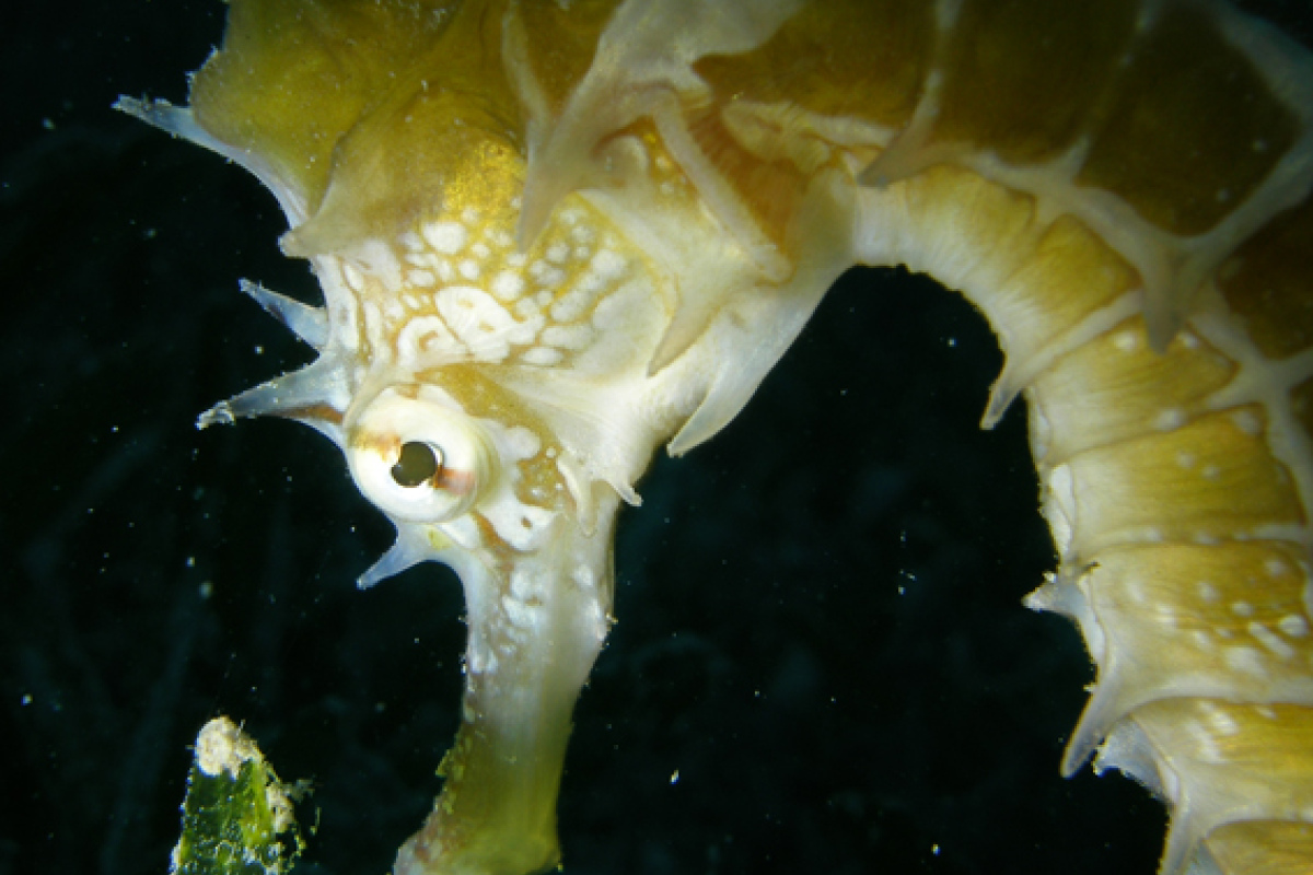 Hippocampus jayakari in einer Seegraswiese im Roten Meer