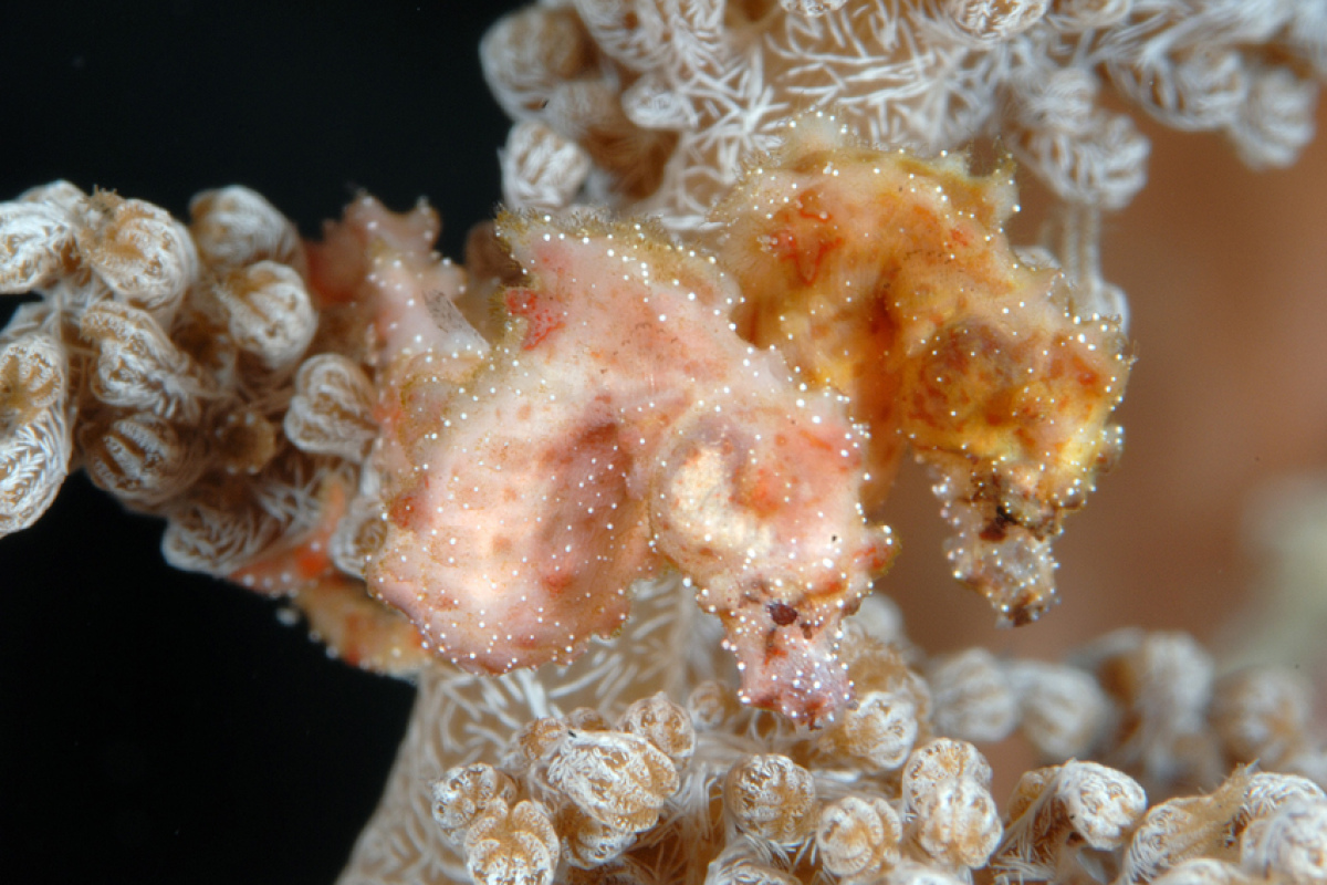 Hippocampus waleananus, Pärchen aus Indonesien