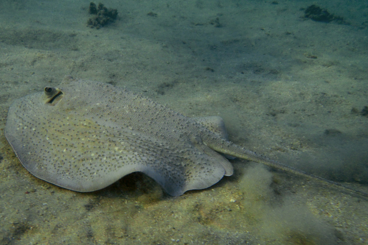Igelrochen (urogymnus asperrimus), Rotes Meer