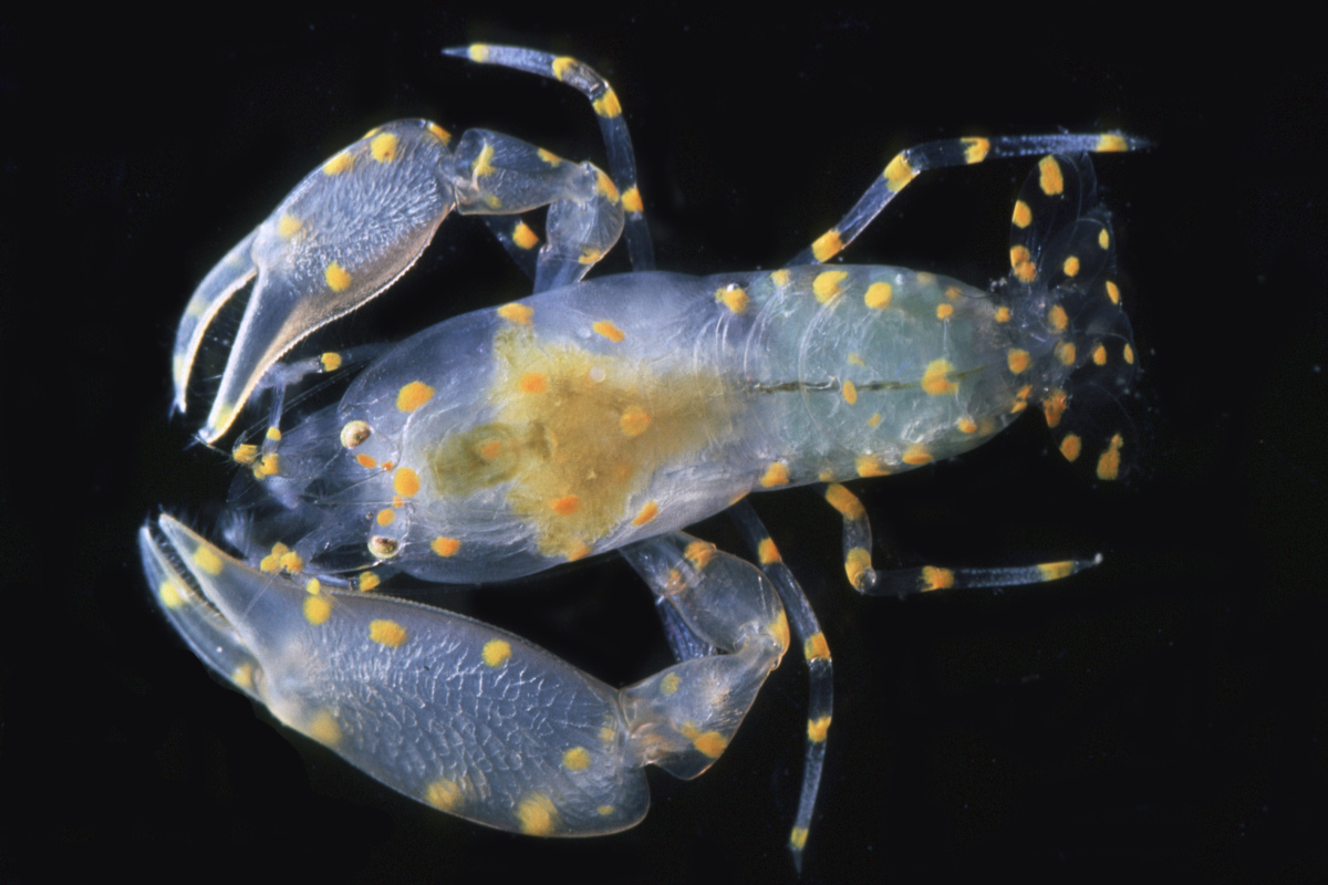 In Muscheln zu finden: Pontonia flavomaculata