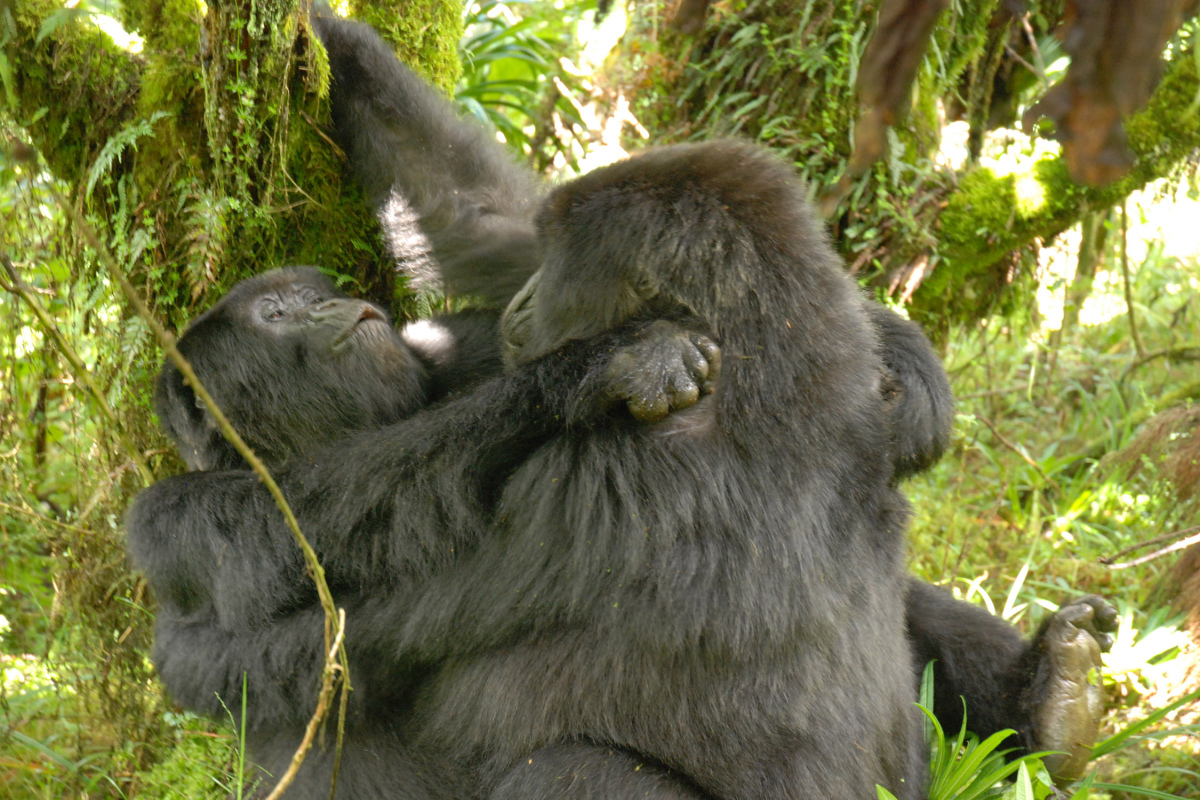 Lesbische Berggorillas