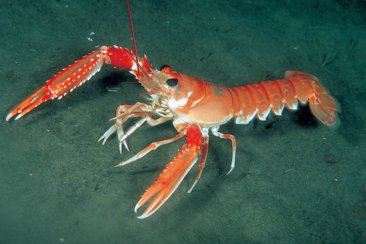Kaisergranat Nephrops norvegicus