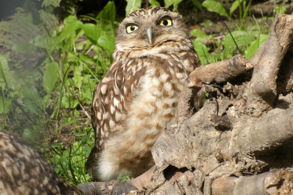 Kaninchenkautz im Zoo Berlin