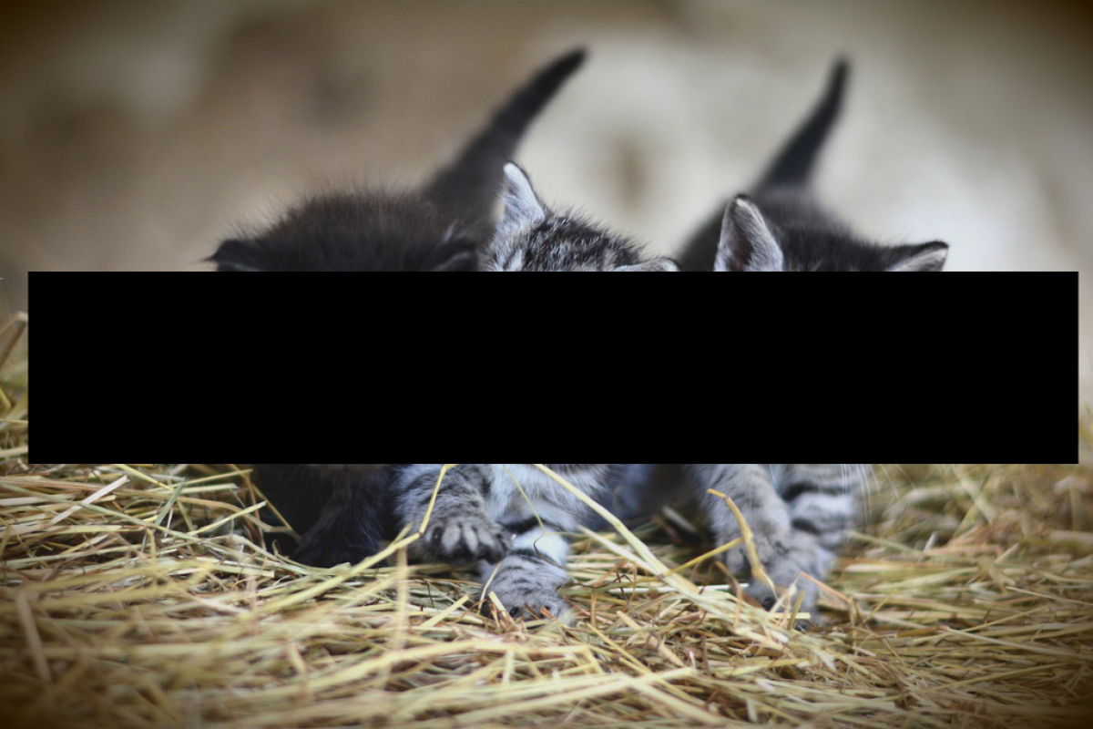 Katzenbabys