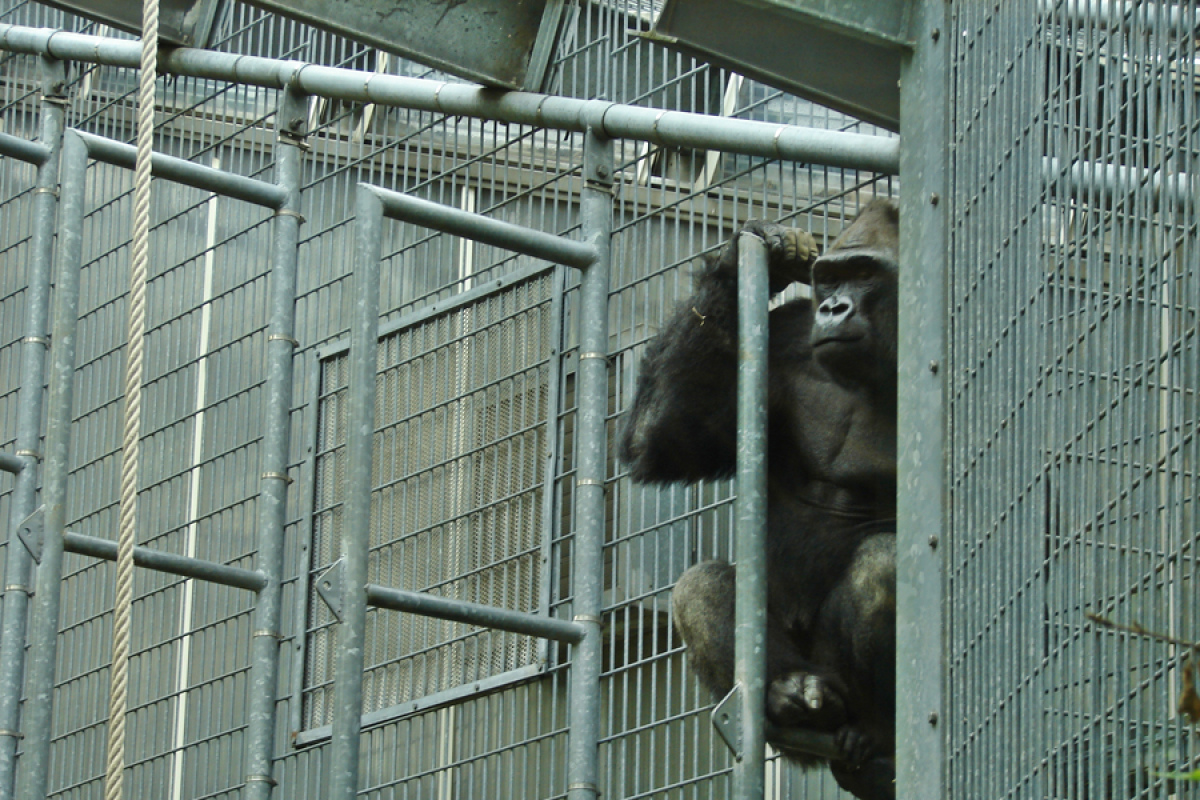 Gorilla im Kölner Zoo, in dem er laut Ex-Direktor Nogge besser aufgehoben ist, als in der Natur...