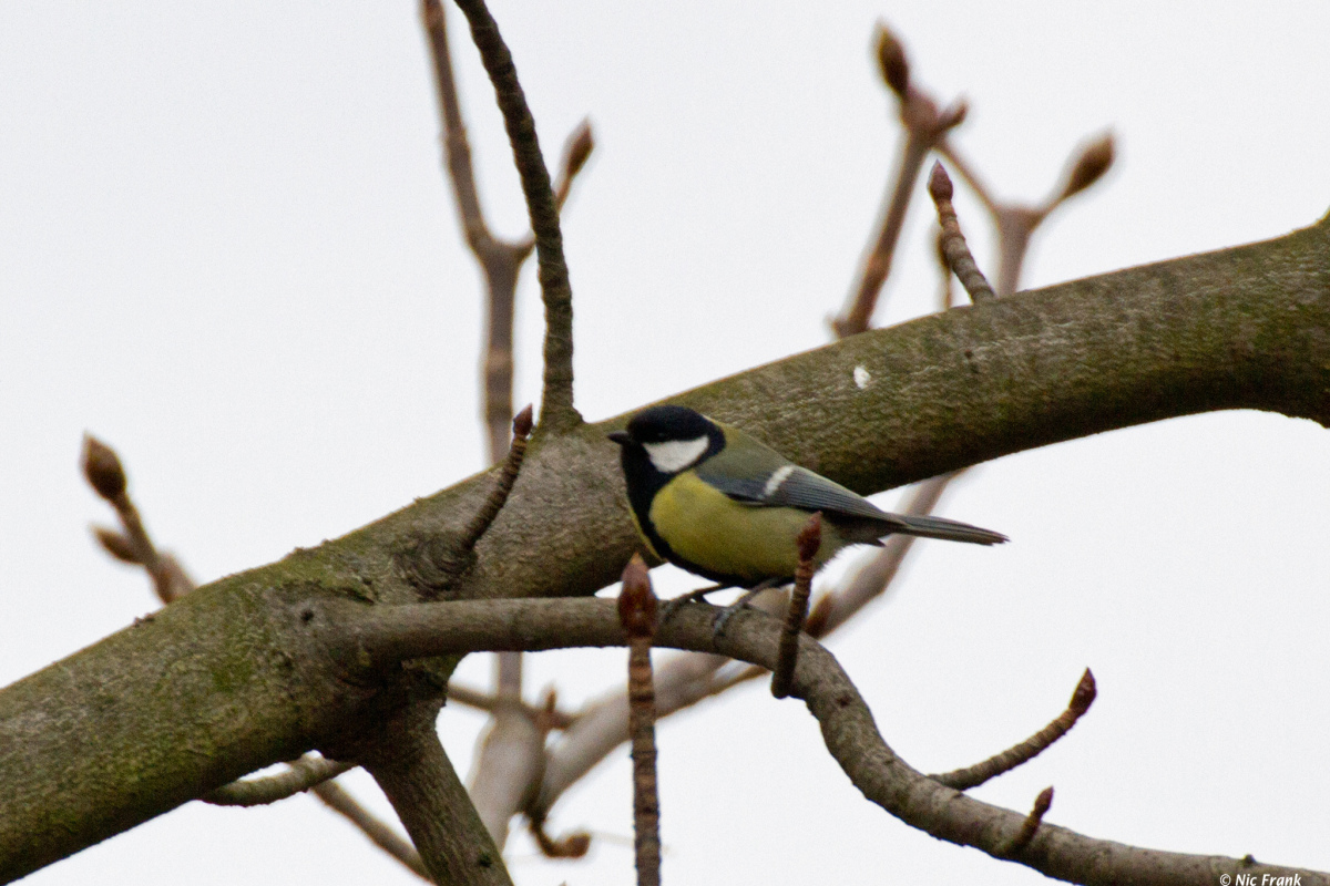 Kohlmeise (Parus major)