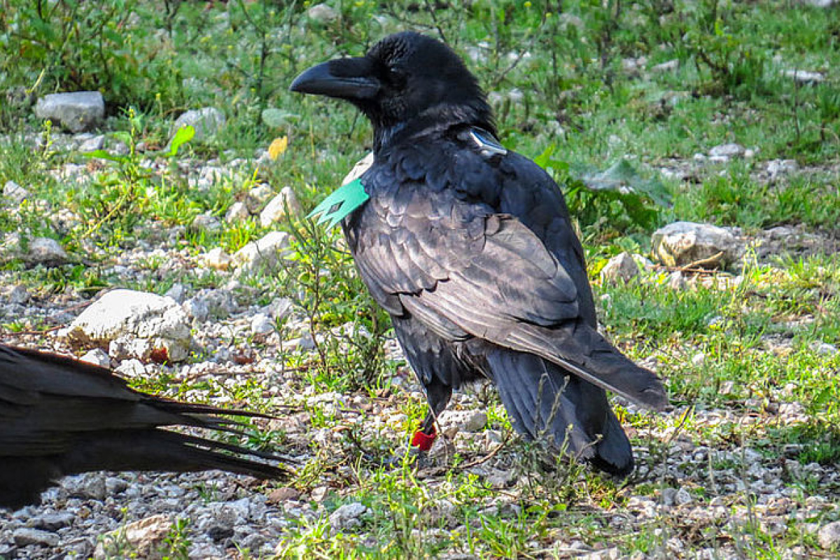 Kolkrabe mit GPS-Tracker.