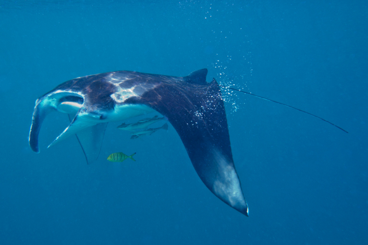 Küstenmanta (manta alfredi), Rotes Meer
