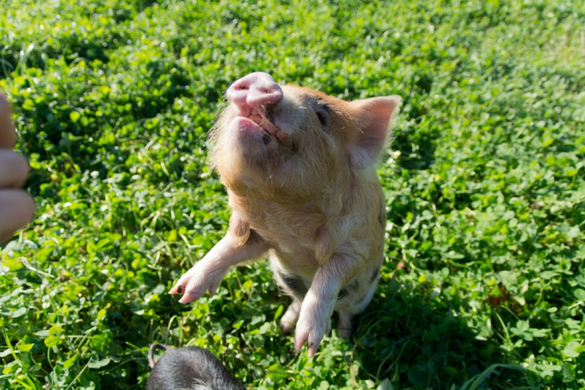 Kunekune-Ferkel