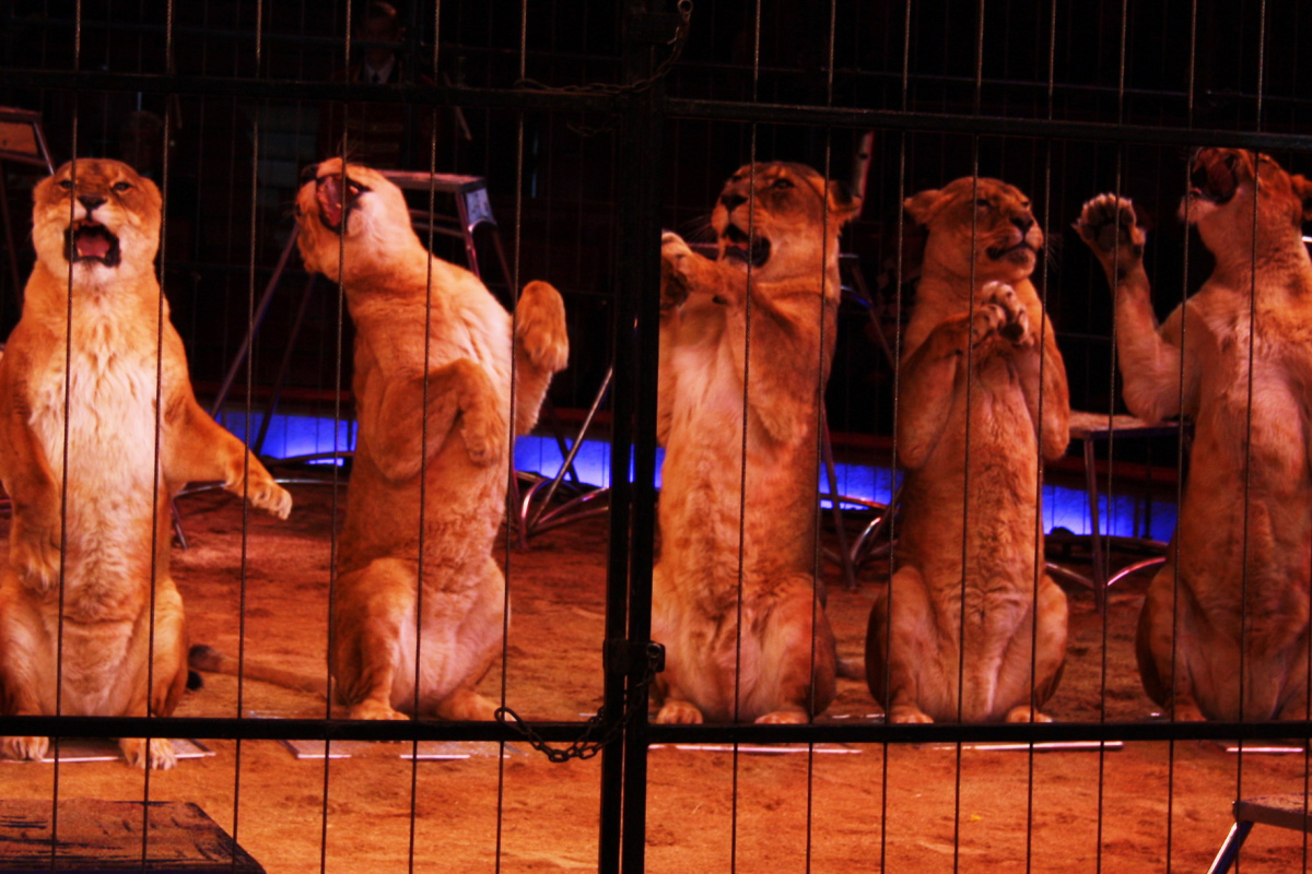 Löwendressur im Zirkus. Dompteur Martin Lacey jr.