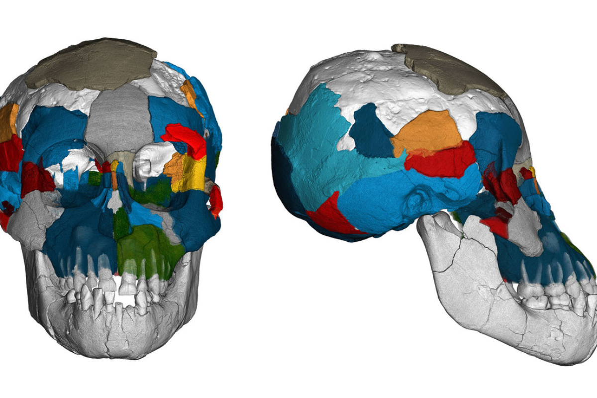 Drei Millionen Jahre alte Gehirnabdrücke in fossilen Schädeln der Art Australopithecus afarensis (bekannt durch "Lucy" und das hier abgebildete "Dikika-Kind" aus Äthiopien) werfen ein neues Licht auf die Evolution des Gehirns.