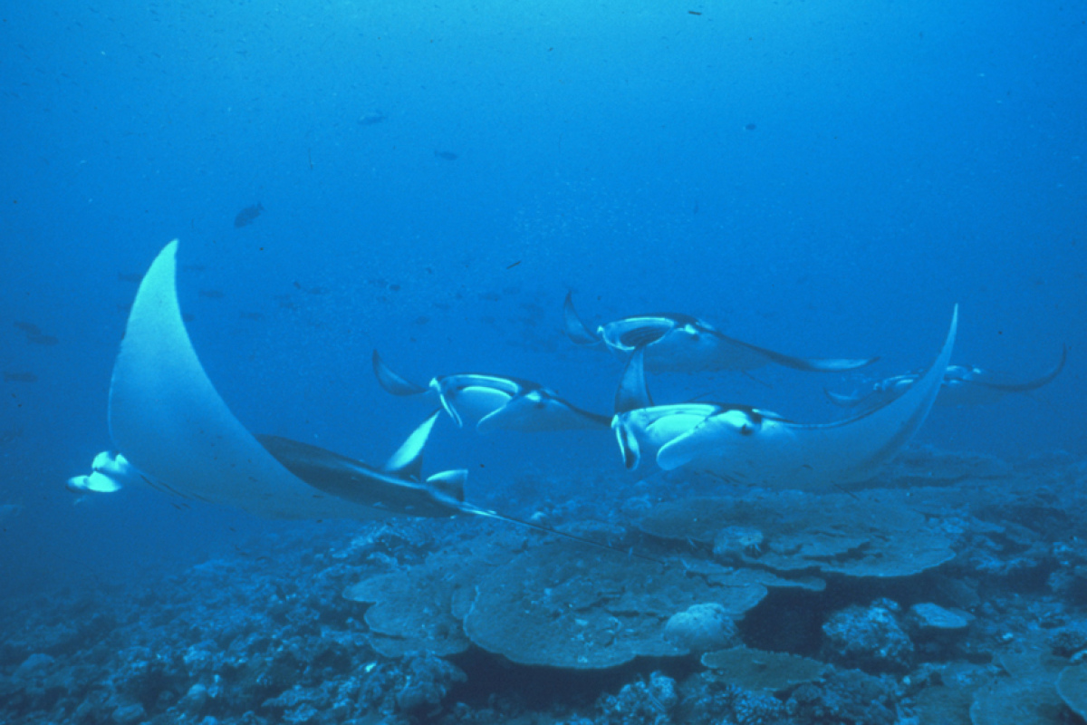 manta birostris im Riff, Indonesien